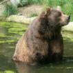 Самый большой в мире медведь