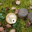 Как солить черные грузди - польза и вред грибов и лучшие способы их засолки Как засолить грибы черные грузди на зиму