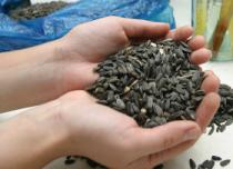 Полезны ли семечки подсолнуха или от них больше вреда организму Переедание семечек